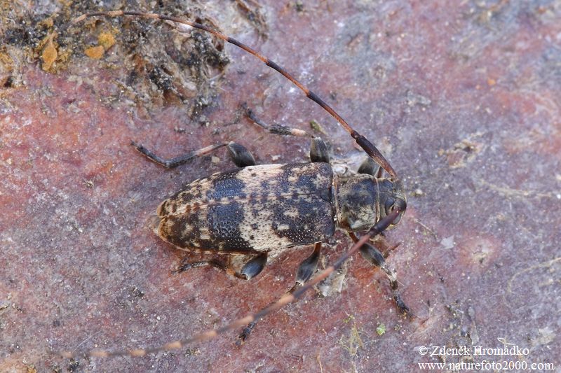 kozlíček, Leiopus linnei Wallin, Nylander & Kvamme, 2009 , Cerambycidae, Acanthocinini (Brouci, Coleoptera)